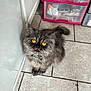 cat, gray_cat, fluffy, golden_eyes, indoor, tile_floor, storage_drawers, curious, pet, animal, feline, looking_up, domestic_cat, fur, whiskers, tail, collar, household, cute, companion