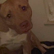 Simba joined the competition — help win amazing prizes! dog, brown_dog, white_chest, indoor, pet, canine, curious, sitting, head_tilt, animal, furry, ears, snout, wall, dark_background, low_light, domestic, companion, cute, portrait