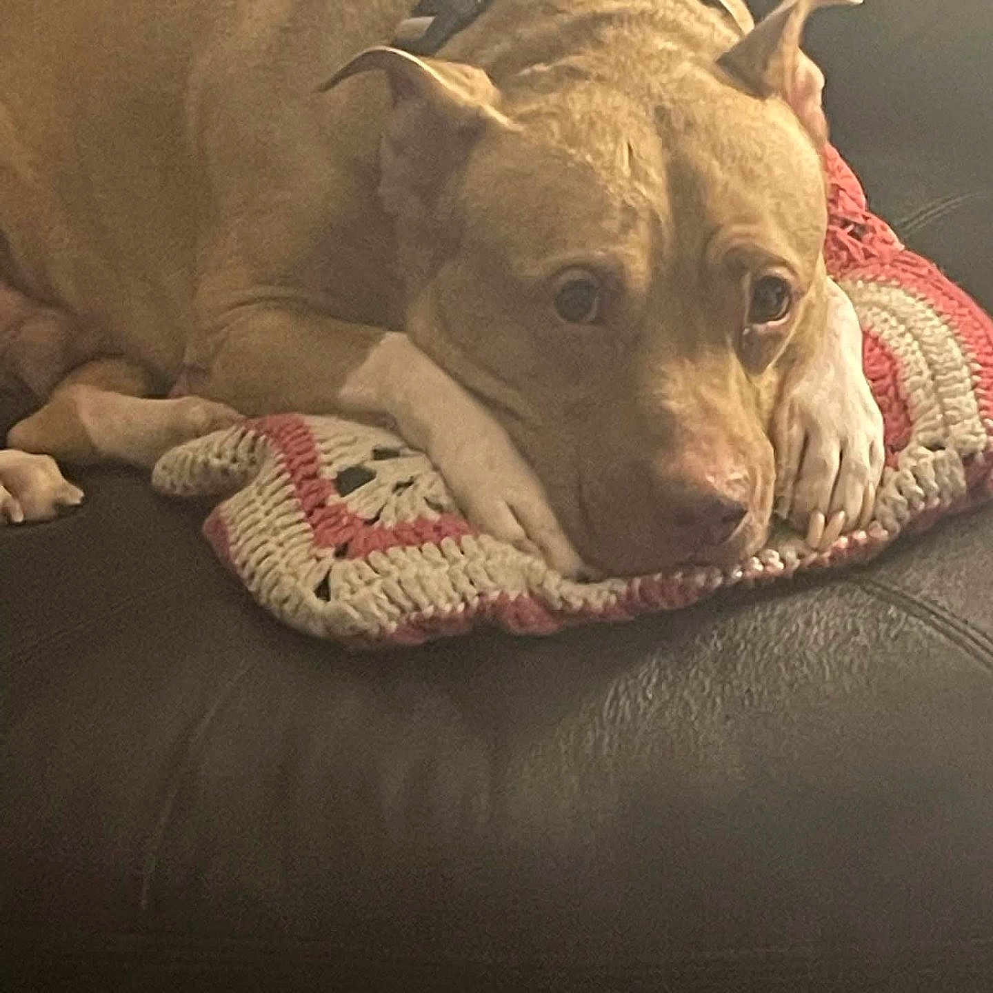 Simba joined the competition — help win amazing prizes! animal, brown_dog, canine, closeup, comfort, companion, couch, crochet, dog, domestic_animal, ears, fur, household, indoor, leather, pet, pillow, relaxed, resting, snout