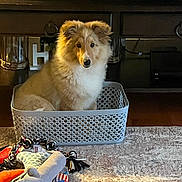 Cyrus is registered to the contest to win money with this photo: animal, basket, black, brown, carpet, collie, cute, decor, dog, floor, fluffy, furniture, home, indoor, living_room, pet, plastic, toy, white, wood