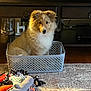 animal, basket, black, brown, carpet, collie, cute, decor, dog, floor, fluffy, furniture, home, indoor, living_room, pet, plastic, toy, white, wood