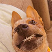 Oakley joined the competition — help win amazing prizes! dog, canine, pet, close_up, smiling, bandana, colorful, indoor, couch, fur, ears, teeth, face, animal, cute, funny, expression, lying_down, domestic_animal, portrait