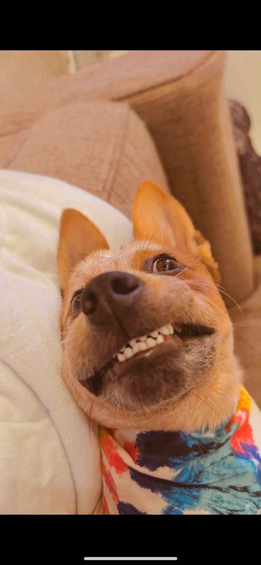Oakley joined the competition — help win amazing prizes! dog, canine, pet, close_up, smiling, bandana, colorful, indoor, couch, fur, ears, teeth, face, animal, cute, funny, expression, lying_down, domestic_animal, portrait