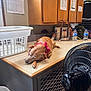 Sugar is registered to the contest to win money with this photo: dog, brown_dog, sleeping, countertop, pink_bow, laundry_basket, water_bottles, handbag, fan, wooden_cabinets, indoor, resting, pet, household, relaxation, domestic, quiet, calm, cozy, casual