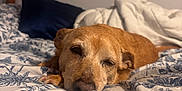 Sugar joined the competition — help win amazing prizes! dog, bed, blanket, floral_pattern, sleepy, brown_dog, indoor, pet, cozy, resting, animal, canine, fur, pillow, home, comfort, relaxed, portrait, closeup, sleep