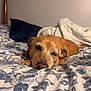 dog, bed, blanket, floral_pattern, sleepy, brown_dog, indoor, pet, cozy, resting, animal, canine, fur, pillow, home, comfort, relaxed, portrait, closeup, sleep