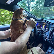 Sugar is registered to the contest to win money with this photo: dog, person, car_interior, steering_wheel, forest, window, hand, lap, seat, dashboard, speedometer, casual_clothing, shorts, tattoo, leash, collar, daylight, side_mirror, driving, pet