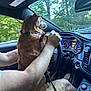 dog, person, car_interior, steering_wheel, forest, window, hand, lap, seat, dashboard, speedometer, casual_clothing, shorts, tattoo, leash, collar, daylight, side_mirror, driving, pet