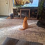 books, carpet, cat, couch_ottoman, door, electronics, furniture, hardwood_floor, indoor, living_room, media_stand, orange_tabby, pet, plant, reflection, remote_control, rug, shoes, tv, tv_screen