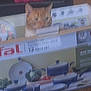 Oliver is registered to the contest to win money with this photo: blurry, box, cardboard_box, cat, cookware, curious, ears, ginger_cat, home, indoor, kitchen_box, orange_cat, packaging, peeking, pet, portrait, product_box, sitting, tfal, whiskers