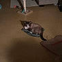 cat, indoor, floor, scratching_post, shopping_bag, fabric, shadow, living_room, furniture, toy, pet, animal, brown, white, black, relaxing, domestic, cozy, quiet, home
