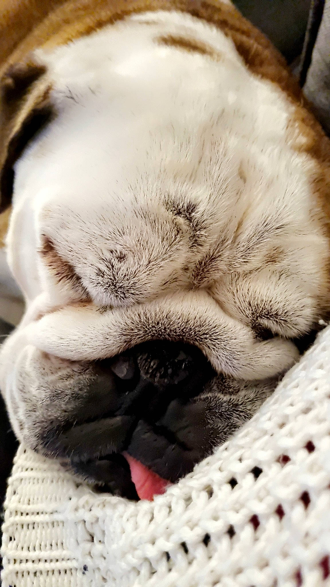 Neal participe au concours pour gagner de l'argent avec cette photo : canidae, carnivore, claw, close_up, comfort, companion_dog, dog, dog_breed, fawn, felidae, fur, grey, paw, small_to_medium_sized_cats, snout, sporting_group, terrestrial_animal, whiskers, working_animal, wrinkle