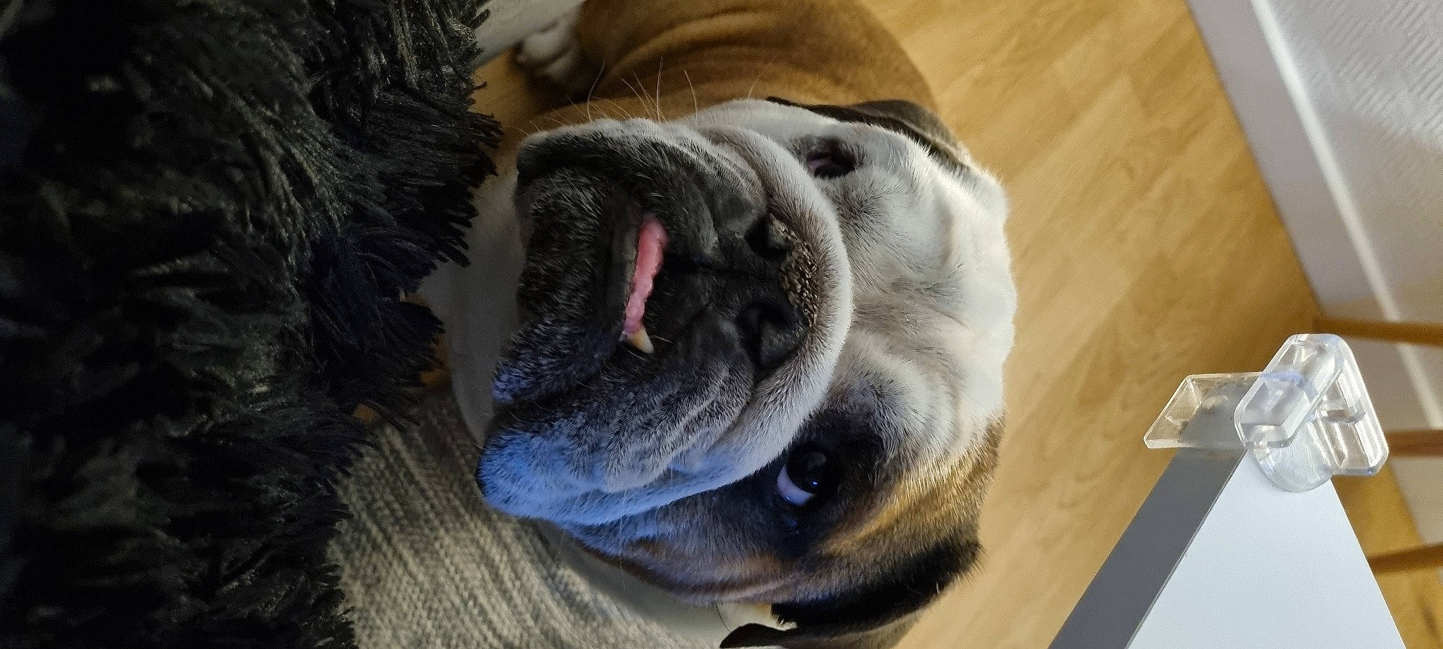 Neal a rejoint le concours — aidez-le/la à gagner de superbes lots ! bulldog, canidae, carnivore, collar, comfort, companion_dog, dog, dog_breed, dog_collar, ear, fawn, fur, liver, molosser, snout, sporting_group, whiskers, wood, working_animal, wrinkle