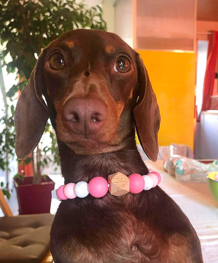 Summertime a rejoint le concours — aidez-le/la à gagner de superbes lots ! canidae, carnivore, collar, companion_dog, dog, dog_breed, dog_collar, dog_supply, ear, fawn, gun_dog, hound, hunting_dog, kitchen_utensil, liver, pet_supply, snout, sporting_group, whiskers, working_animal