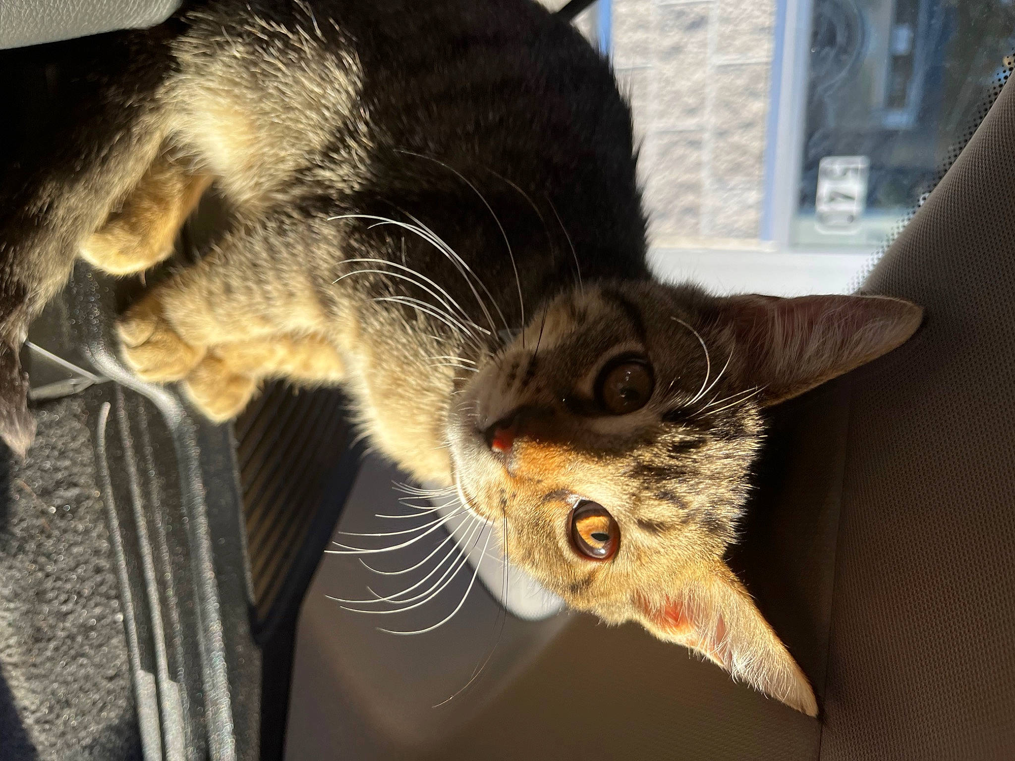 Neiko joined the competition — help win amazing prizes! carnivore, cat, claw, domestic_short_haired_cat, ear, felidae, fur, paw, small_to_medium_sized_cats, snout, tail, terrestrial_animal, whiskers, window