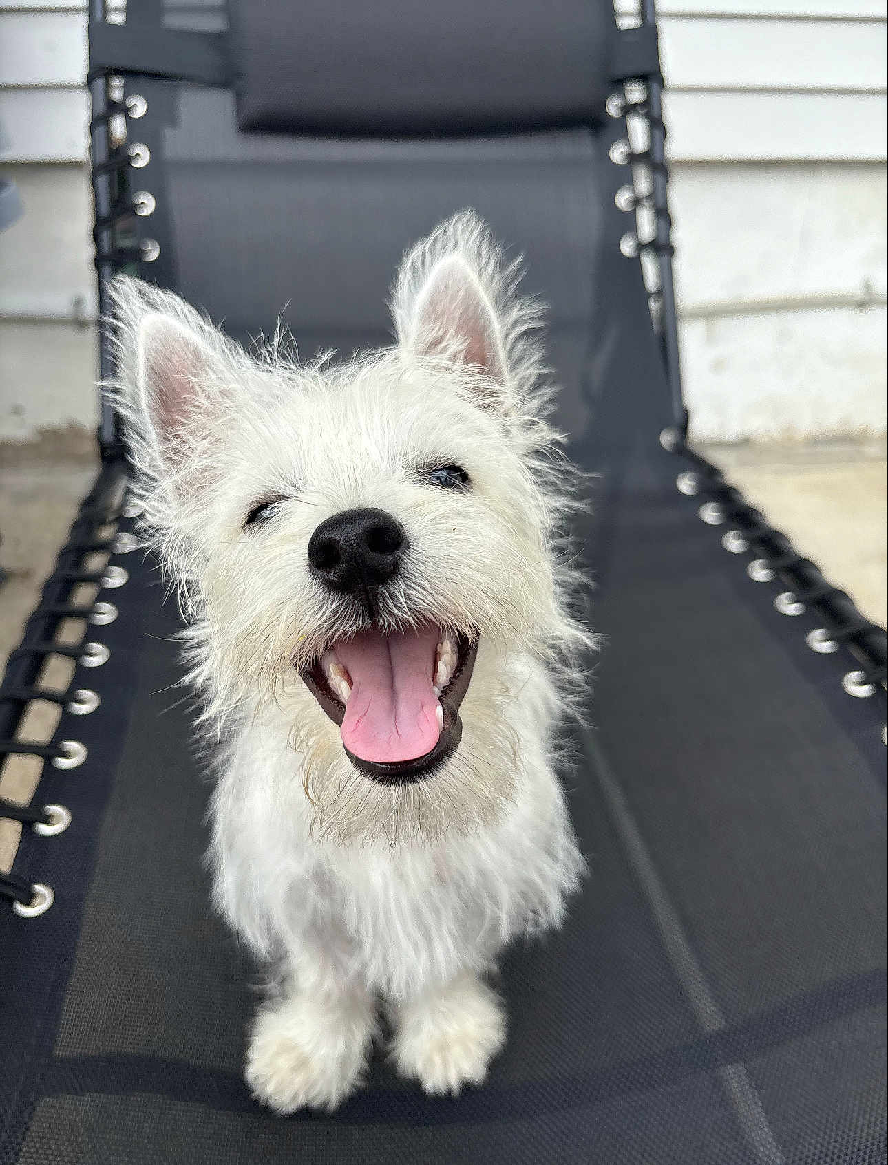 Bolt Jr