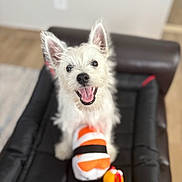 Bolt Jr is registered to the contest to win money with this photo: animal, black_surface, canine, cheerful, cute, dog, ears, floor, fur, happy, home, indoor, mouth_open, pet, playing, smiling, squeaky_toy, sushi_toy, toy, white_dog