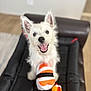 animal, black_surface, canine, cheerful, cute, dog, ears, floor, fur, happy, home, indoor, mouth_open, pet, playing, smiling, squeaky_toy, sushi_toy, toy, white_dog