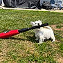 Bolt Jr joined the competition — help win amazing prizes! animal, backyard, canine, cute, daytime, dog, fence, grass, grill_cover, house, lawn, outdoor, pet, plastic_chair, playful, puppy, sidewalk, sunlight, umbrella, white_dog