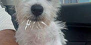 Bolt Jr is registered to the contest to win money with this photo: animal, beard, car_interior, closeup, cute, daylight, dog, ears, fluffy, foam, fur, lap, nose, outdoor, person, pet, sitting, trees, white_dog, window