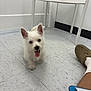 Bolt Jr is registered to the contest to win money with this photo: animal, chair, cute, dog, ear, floor, fur, human_leg, indoor, paw, pet, playful, puppy, room, slipper, small_dog, sock, tile, tongue_out, white