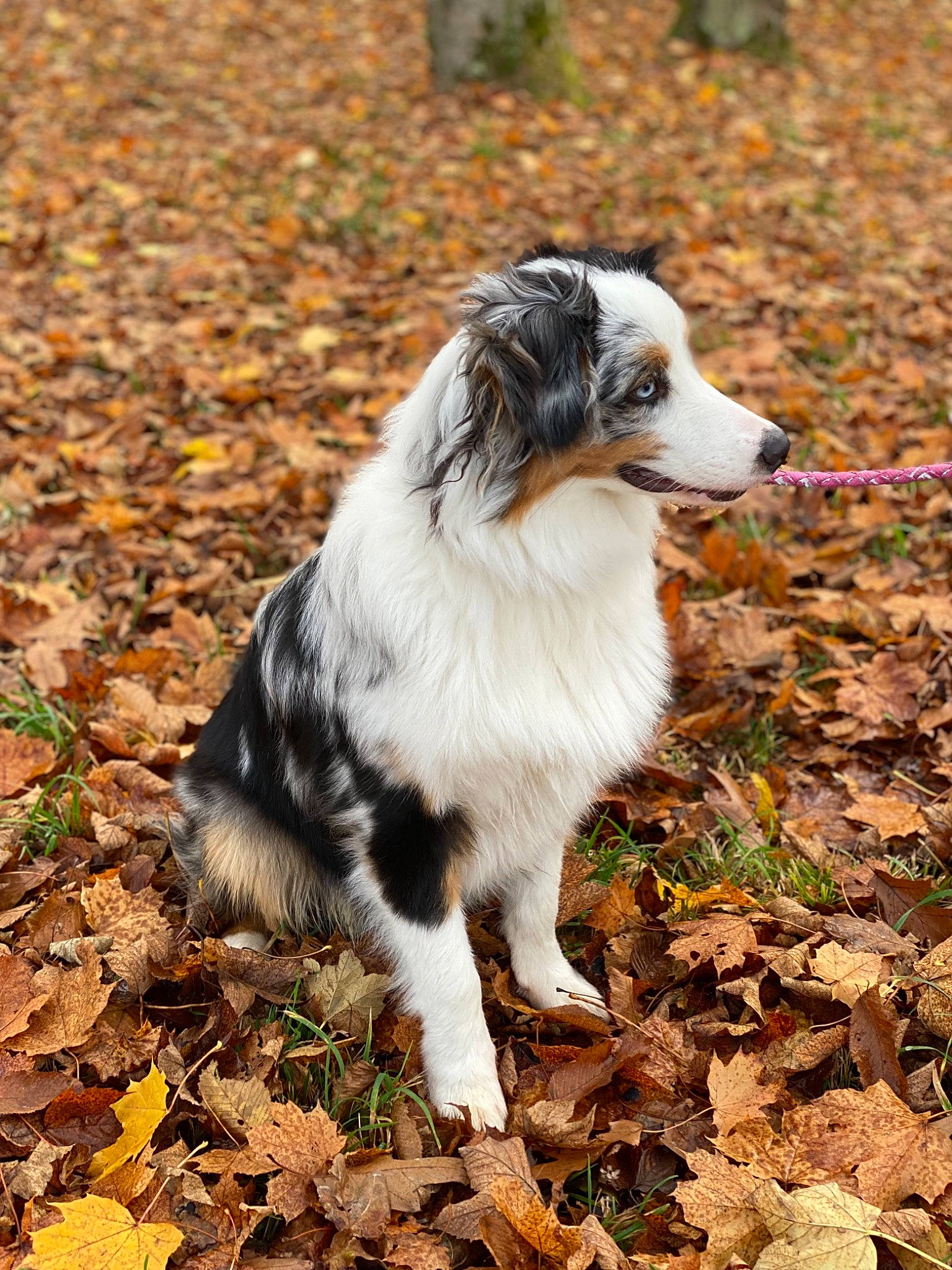 Saï-kha a rejoint le concours — aidez-le/la à gagner de superbes lots ! australian_collie, australian_shepherd, autumn, border_collie, canidae, carnivore, companion_dog, dog, dog_breed, fur, grass, herding_dog, plant, soil, sporting_group, terrestrial_animal, tree, working_animal, working_dog