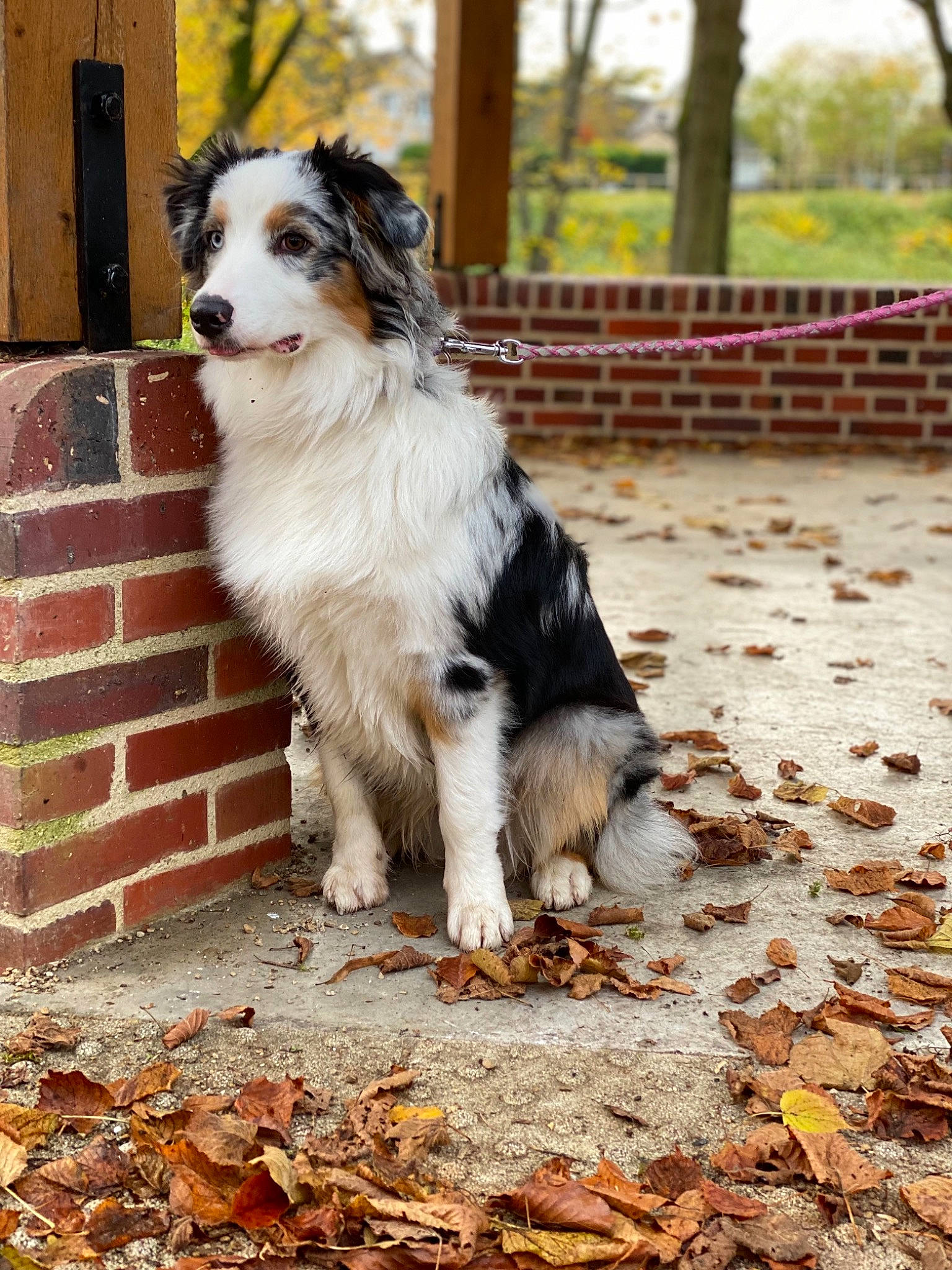 Saï-kha participe au concours pour gagner de l'argent avec cette photo : border_collie, brick, canidae, carnivore, companion_dog, dog, dog_breed, door, fur, grass, plant, sky, soil, tree, working_animal, working_dog