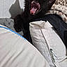 Zip is registered to the contest to win money with this photo: cat, black_cat, yawning, pet, feline, animal, indoor, blanket, pillow, cozy, shadow, fur, whiskers, mouth_open, teeth, tongue, resting, cute, sleepy, domestic_animal