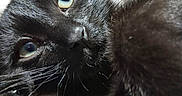 Zip is registered to the contest to win money with this photo: black_cat, cat, close_up, pet, animal, whiskers, fur, eyes, curious, relaxed, indoor, soft_texture, feline, mammal, portrait, cute, domestic_animal, face, lying_down, closeup
