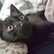 Zip joined the competition — help win amazing prizes! black_cat, close_up, cat_face, whiskers, wide_eyes, curious, pet, feline, soft_blanket, indoor, animal, cute, fur, relaxed, lying_down, nose, ears, portrait, domestic_cat, cozy