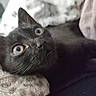 black_cat, close_up, cat_face, whiskers, wide_eyes, curious, pet, feline, soft_blanket, indoor, animal, cute, fur, relaxed, lying_down, nose, ears, portrait, domestic_cat, cozy