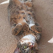 Shadow joined the competition — help win amazing prizes! cat, tabby_cat, pet, indoor, carpet, belly_up, whiskers, green_eyes, paws, fur, sunlight, relaxing, playful, cute, feline, domestic_cat, portrait, nose, ears, soft_texture