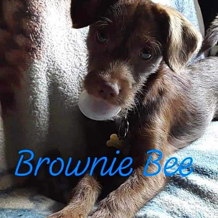 Brownie