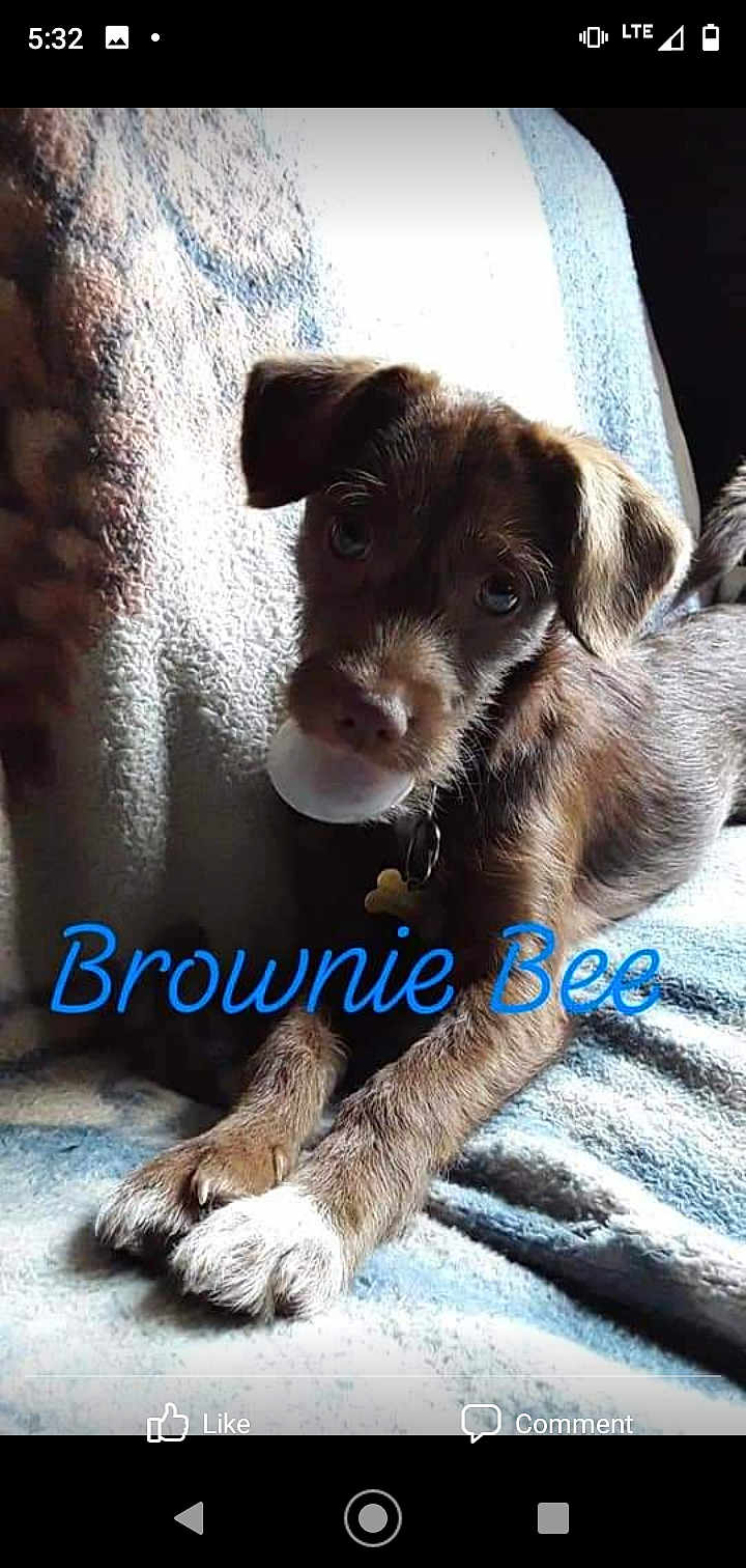 Brownie