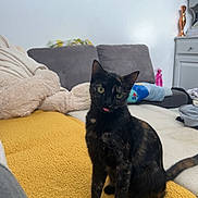 Mia participe au concours pour gagner de l'argent avec cette photo : cat, tortoiseshell_cat, pet, animal, indoor, living_room, couch, blanket, yellow_blanket, furniture, cozy, curious, tongue_out, sitting, fur, household_items, cushion, domestic_animal, cute, relaxed