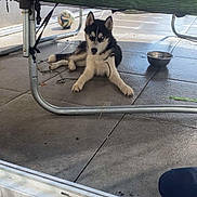 Snow a rejoint le concours — aidez-le/la à gagner de superbes lots ! dog, puppy, husky, trampoline, soccer_ball, metal_bowl, tile_floor, outdoor, pet, leash, fence, sunlight, shadow, resting, animal, domestic_animal, play_area, blue_sky, daytime, curious