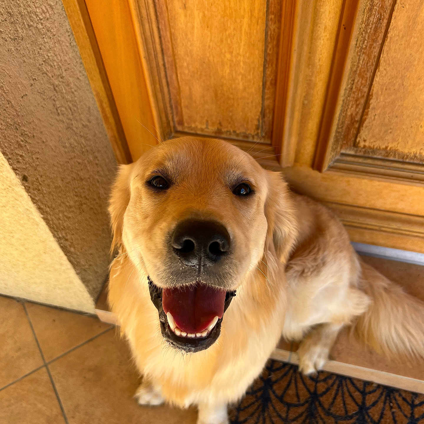 Loulou participe au concours pour gagner de l'argent avec cette photo : accessories, animal, bodypart, canine, cockerspaniel, dog, door, goldenretriever, hardwood, hound, indoors, interiordesign, labradorretriever, mouth, person, pet, plywood, puppy, teeth, wood