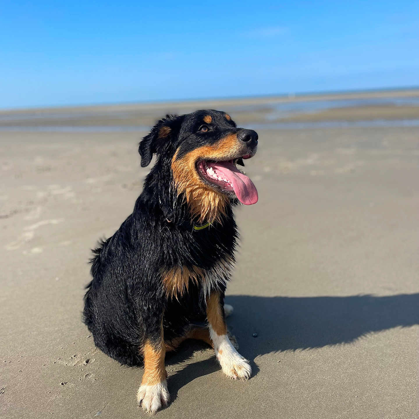 Vasko participe au concours pour gagner de l'argent avec cette photo : animal, beach, bodypart, canine, coast, dog, germanshepherd, horizon, hound, mouth, nature, outdoors, pet, puppy, sand, sea, shoreline, sky, terrier, water