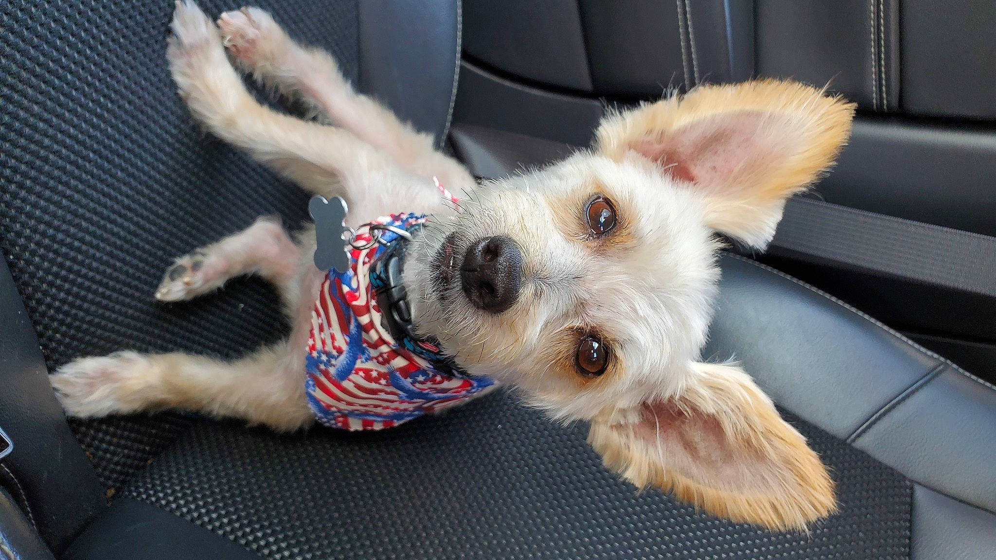 Diggity joined the competition — help win amazing prizes! canidae, carnivore, collar, companion_dog, dog, dog_breed, dog_collar, dog_supply, fawn, fur, non_sporting_group, paw, small_terrier, snout, sporting_group, tail, terrier, toy_dog, whiskers, working_animal