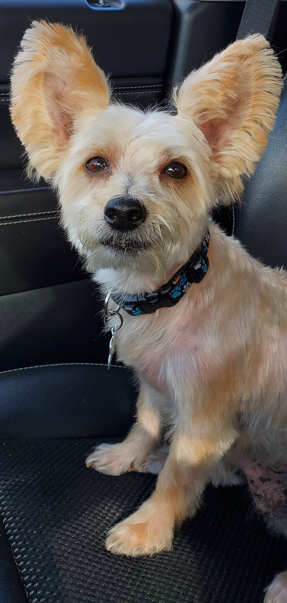 Diggity is registered to the contest to win money with this photo: canidae, carnivore, collar, companion_dog, dog, dog_breed, dog_clothes, dog_collar, dog_supply, fashion_accessory, fawn, fur, leash, puppy, small_terrier, snout, sporting_group, terrier, toy_dog, working_animal