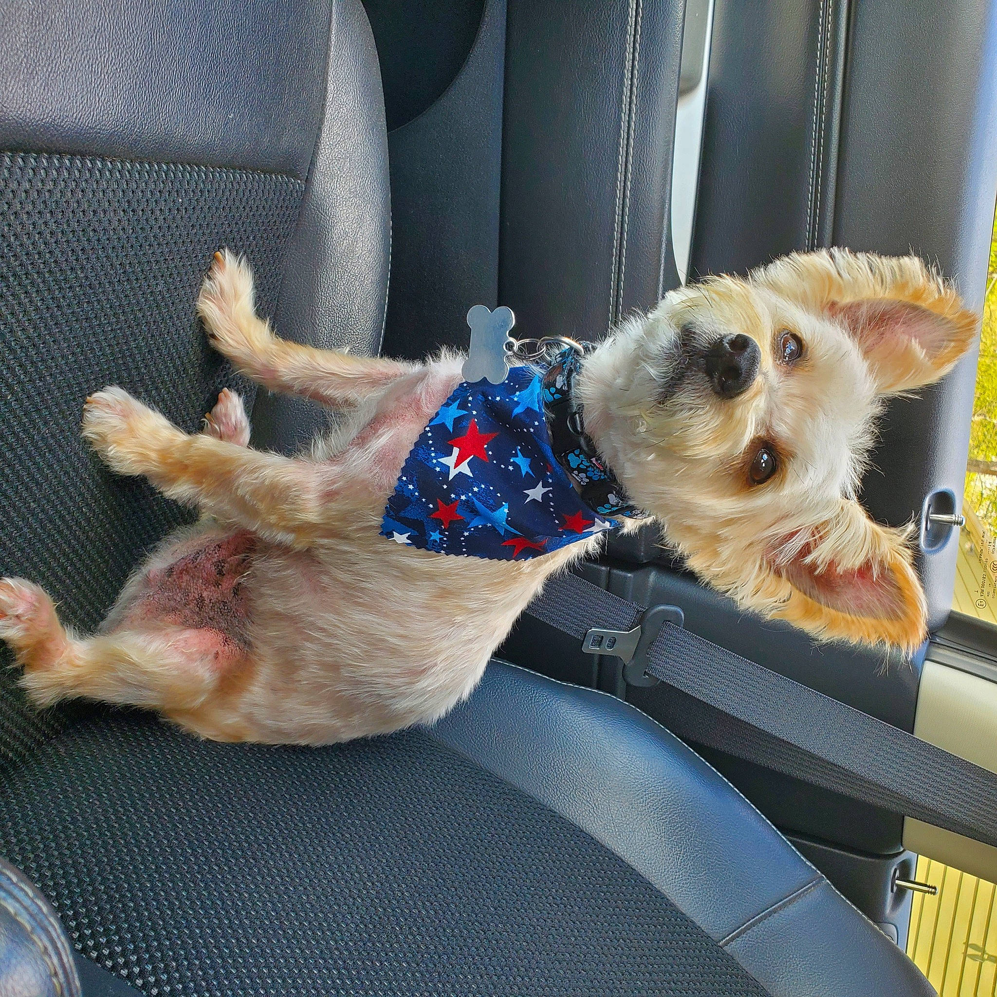 Diggity joined the competition — help win amazing prizes! canidae, carnivore, collar, comfort, companion_dog, couch, dog, dog_breed, dog_clothes, dog_supply, fawn, fur, paw, pet_supply, small_terrier, snout, sporting_group, terrier, toy_dog, vehicle