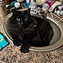animal, bathroom, black_cat, cat, closeup, clutter, countertop, curious_eyes, cute, domestic_cat, feline, fluffy, fur, household, indoor, looking, pet, resting, sink, tap