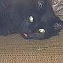animal, black_cat, carpet, cat, close_up, cute, ears, feline, fur, glowing_eyes, green_eyes, indoor, lying_down, pet, reflection, resting, sleepy, texture, tongue_out, whiskers