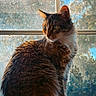 Echo is registered to the contest to win money with this photo: animal, black_fur, brown_fur, cat, cozy, ears, feline, fluffy, green_eyes, indoor, long_hair, looking_away, pet, portrait, sitting, sunlight, whiskers, white_fur, window, windowsill