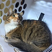 Echo is registered to the contest to win money with this photo: adorable, animal, calico_cat, cat, close_up, curled_up, ears, fluffy, fur, green_eyes, home, indoor, laundry_basket, long_hair, lying_down, pet, plastic, portrait, tail, whiskers