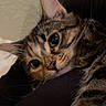 Echo is registered to the contest to win money with this photo: animal, blanket, cat, close_up, couch, cozy, dramatic_lighting, ears, eyes, feline, fur, indoors, lying_down, pet, portrait, relaxed, sleepy, striped_fur, tabby, whiskers