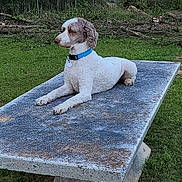 Sir George Tantallon is registered to the contest to win money with this photo: dog, animal, outdoor, grass, table, concrete, collar, pet, curly_fur, fence, nature, relaxed, side_view, daylight, greenery, yard, canine, quiet, resting, alert