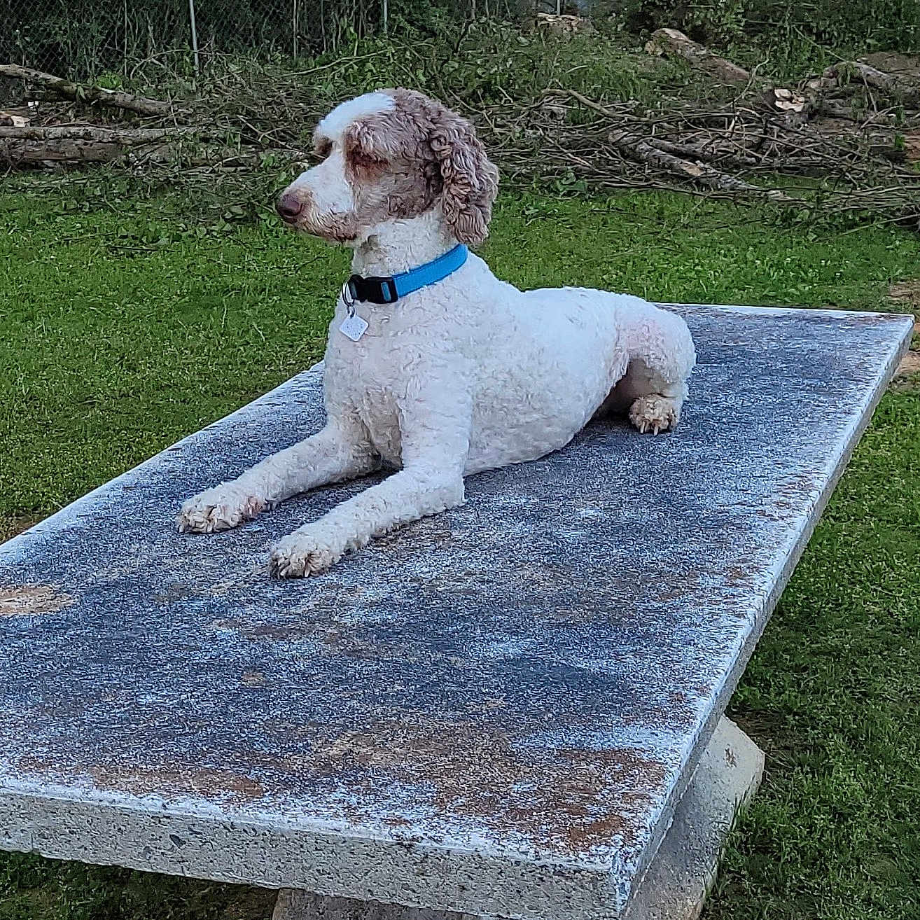 Sir George Tantallon is registered to the contest to win money with this photo: alert, animal, canine, collar, concrete, curly_fur, daylight, dog, fence, grass, greenery, nature, outdoor, pet, quiet, relaxed, resting, side_view, table, yard
