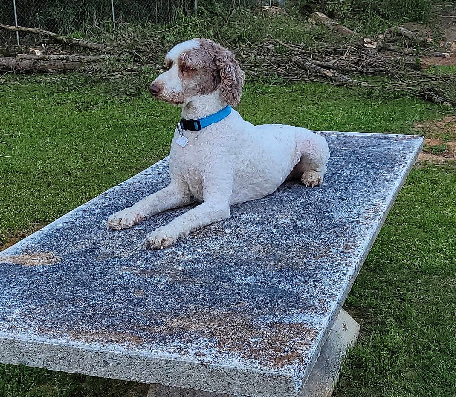 Sir George Tantallon is registered to the contest to win money with this photo: dog, animal, outdoor, grass, table, concrete, collar, pet, curly_fur, fence, nature, relaxed, side_view, daylight, greenery, yard, canine, quiet, resting, alert