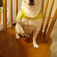 Chico joined the competition — help win amazing prizes! dog, small_dog, white_dog, bandana, yellow_bandana, wooden_chair, chair, indoor, kitchen, floor, pet, animal, looking, sitting, curious, ears_up, closeup, household, domestic, cute